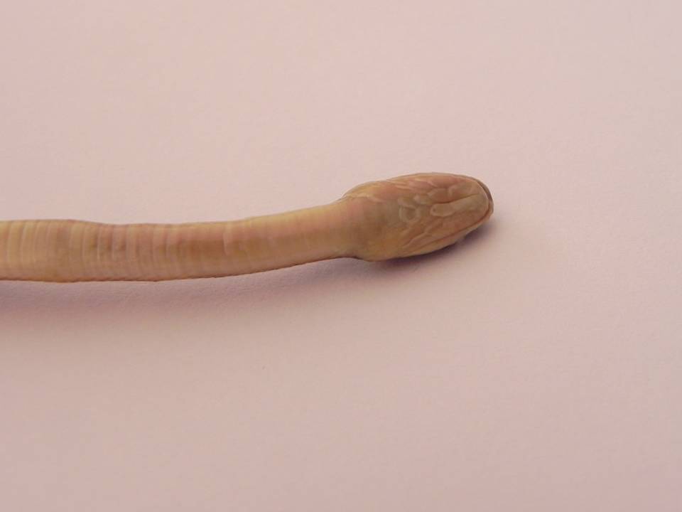 FIGURE 8 FIGURE 8